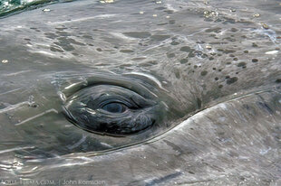 Gray Whale