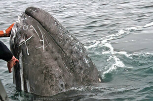 Encountering Gray Whales