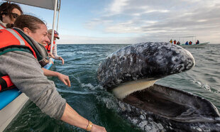 Encountering Gray Whales