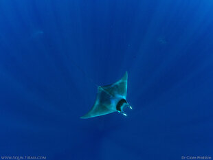 Mobula Ray