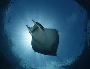 Mobula Ray