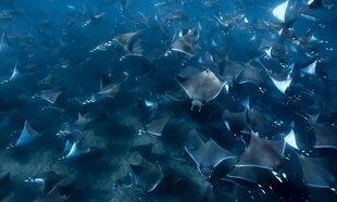 Swarm of Mobula Rays