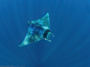 Mobula Ray in Madagascar