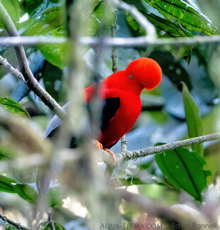 Andean cock-of-the-Rock