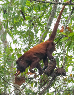 Red Howler Monkey