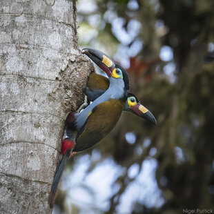 Plate-billed Mountain Toucans (Andigena laminirostris) by Nigel Puttick