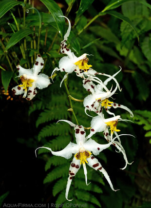 Orchids in Cloud Forest