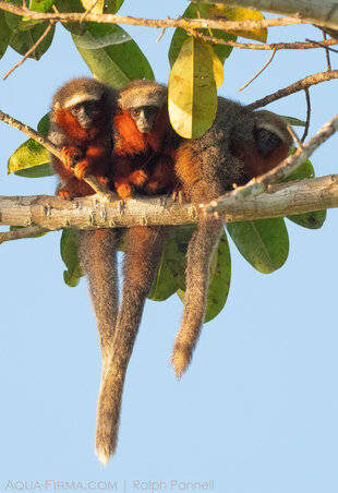 Family of Dusky Titis at Sunrise in the Amazon