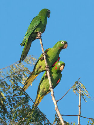 Parrots waiting until it's safe from predators to visit Clay Lick