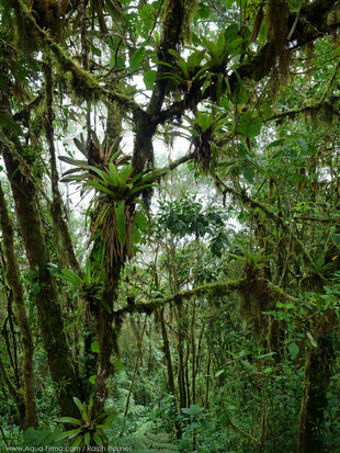 Cloud Forests of the Choco-Andes