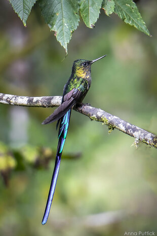 Long-tailed Sylph Hummingbird (Aglaiocercus kingii) by Anna Puttick