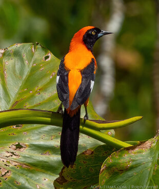 Orange-backed Troupial in the Amazon