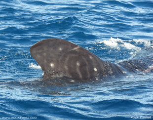 Whale Shark Dorsal Fin