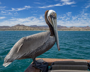 Brown Pelican