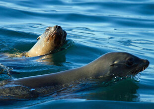 Sealions