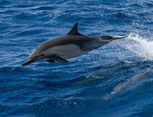 Common Dolphin