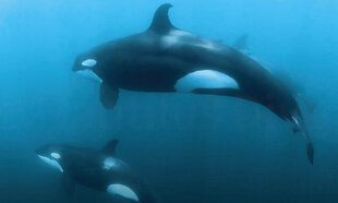 Snorkelling with Orcas, Sea of Cortez