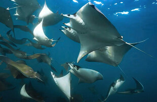 Beside a Giant School of Mobula Rays