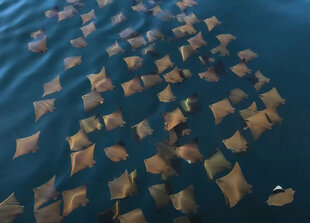 School of Mobula Rays, Baja California