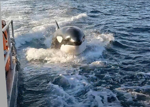 Orca swimming alongside