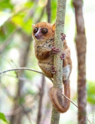 The Nose Be Mouse Lemur