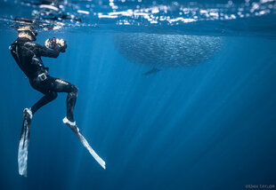 Photographing a Bait Ball with a Marlin