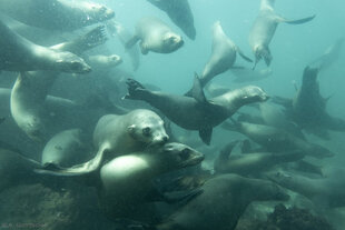 Sea Lions Joining the Frenzy