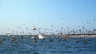 Pelicans Attracted to Bait Balls