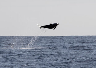 A Pacific White-Sided Dolphin Jumping from the Water