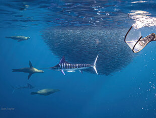 Marlin & Sealions attacking the Sardine Bait Ball, Dan Taylor