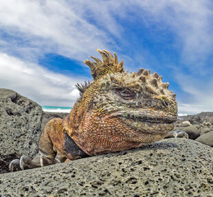 Marine Iguana