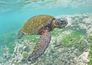 Pacific Green Turtle