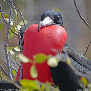 Male Frigate Bird