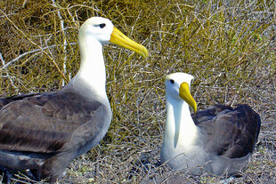 A Waved Albatross Pair