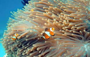 Clown Fish