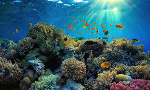 Coral Reefs of Raja Ampat