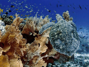 Green Turtle