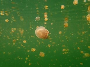 Jellyfish Lake