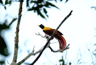 Red Bird of Paradise