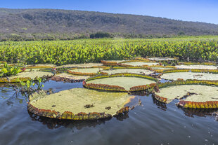 Flooded Pantanal