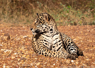 Jaguar in the Southern Pantanal photo: Ralph Pannell