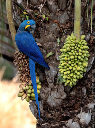 Hyacinth Macaw is the largest Species of Parrot