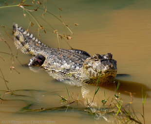 Spectacled Caiman in the Pantanal Wetlands