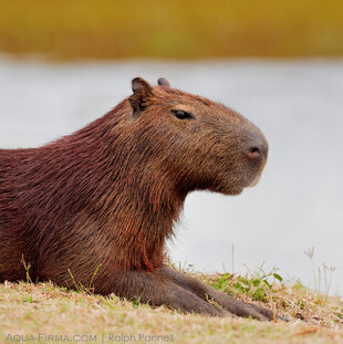 Capybara