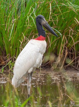 Jabiru Stork in the Pantanal