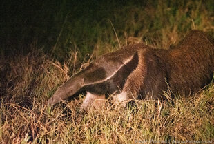 Giant Anteater in the Pantanal