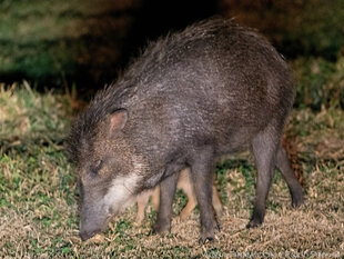 White-lipped Peccary