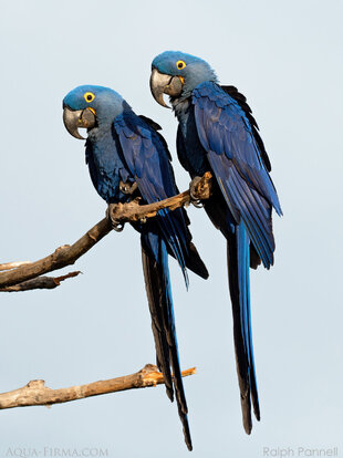 Hyacinth Macaws