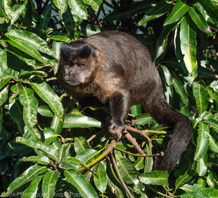 Black Capuchin on Corcovado Mountain Atlantic Rainforest, Brazil