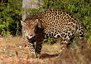 jaguar-male-pantanal-Brazil-Aqua-Firma-Ralph-Pannell.jpg